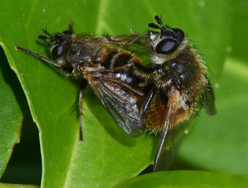 Réf. 321 299 : Tachina sp.